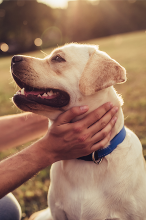 PODPORUJEME KVALITNÍ LÉKAŘSKOU PÉČI PRO NAŠE ČTYŘNOHÉ PŘÁTELE